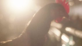 Chicken silhouette with backlight, bright light shining behind, red comb visible, blurry background, farm animal in dramatic lighting. - Powered by Shutterstock - Get 15% off with code: PIKWIZARD15