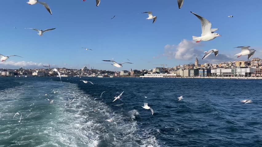 Seagulls fly in Istanbul along the Bosphorus Strait, cityscape view with mosques in the background, boats floating on the water, and birds in carefree flight. 