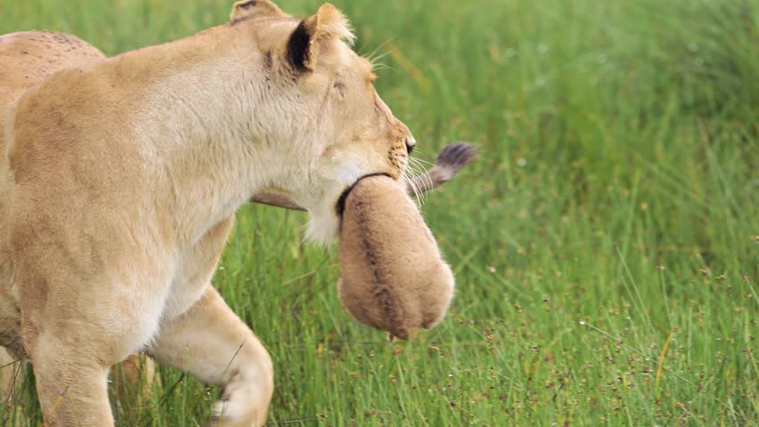 Slow Motion Lion Carrying Tiny Baby Cub in Serengeti National Park in Tanzania in Africa, Lioness Mother with Cute Small Young Newborn Lions Cubs in Mothers Mouth, African Wildlife and Animals Safari