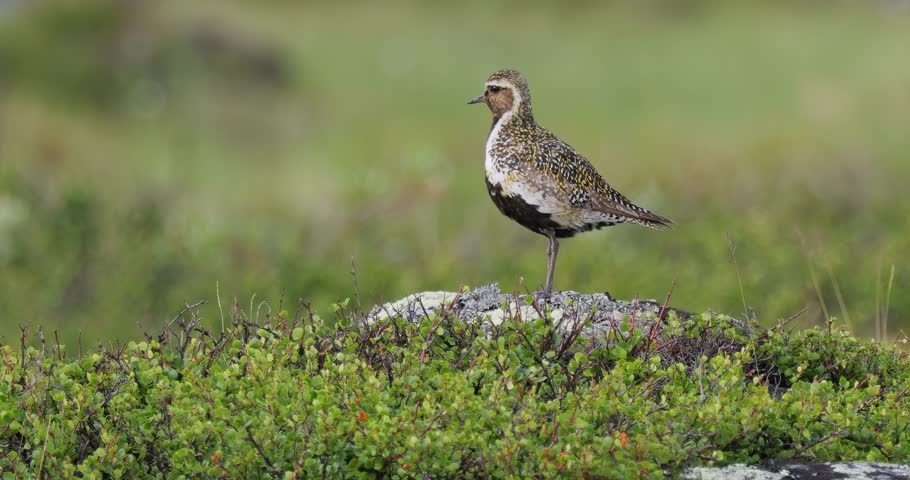 European golden plover (Pluvialis apricaria), Dovrefjell Sunndalsfjella National Park, Norway.