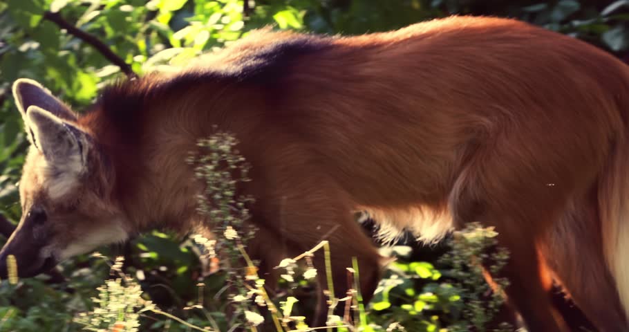 Maned Wolf in forest. The maned wolf (Chrysocyon brachyurus) is a large canine of South America.