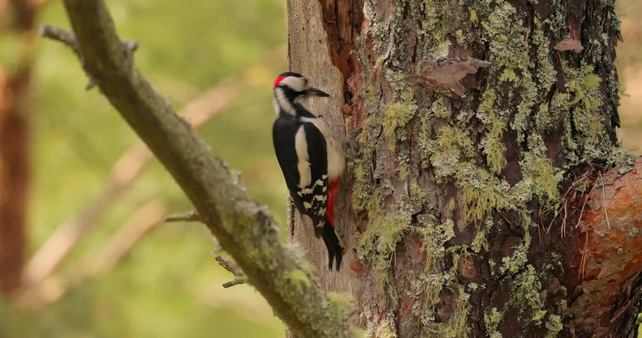 Great spotted woodpecker bird on a tree looking for food. Great spotted woodpecker (Dendrocopos major) is a medium-sized woodpecker with pied black and white plumage and a red patch on the lower belly