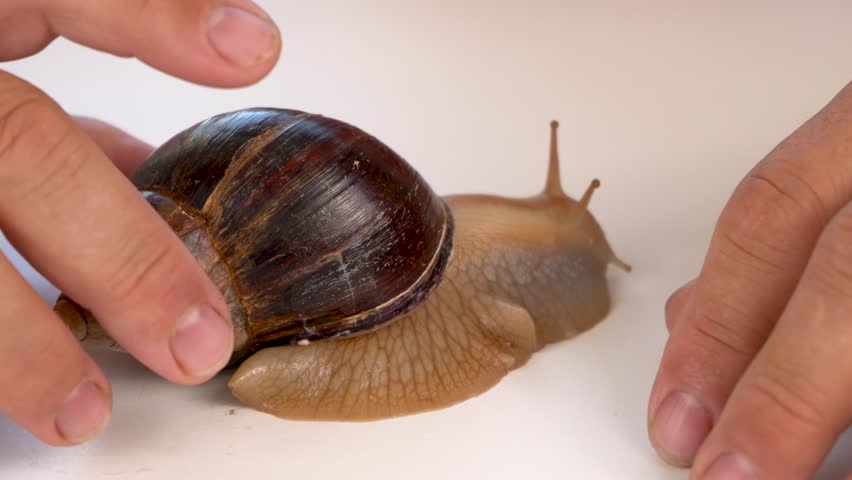 Achatina snail close-up on a white background in human hands.