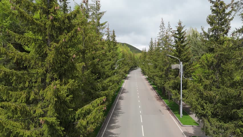 Scenic tree-lined road. Aerial shot road between green fir trees․ High angle aerial flyover view on highway near fir trees. traffic way near trees.