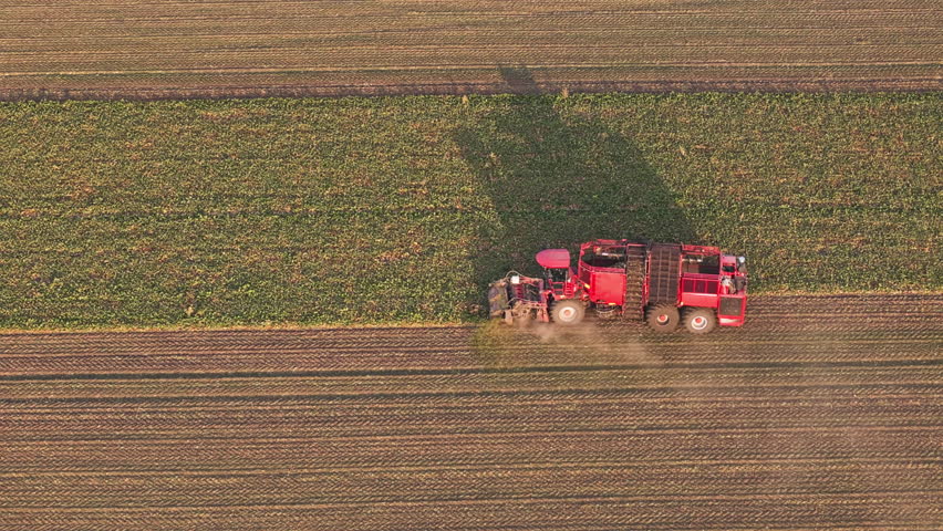 Farmer harvest sugar beet in a country field. Sugar beet harvest with a Sugarbeet harvester an agricultural machine
