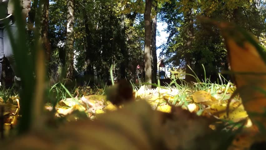 The image captures a close-up of a forest floor, showcasing the vibrant colors of the leaves and grass. The scene is peaceful and serene, with the sunlight filtering through the trees