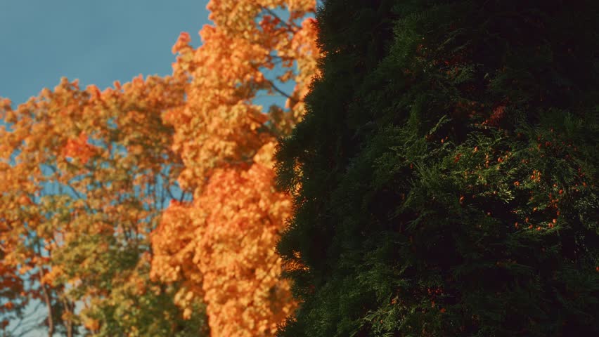Autumn leaves with clear blue sky background