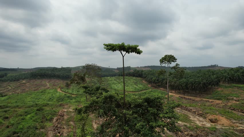 drone video of a big and tall tree swaying. palm oil plantation background.