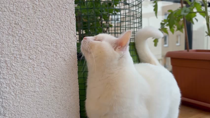 
A blind white kitty with no eyes sharpens her claws on the wall