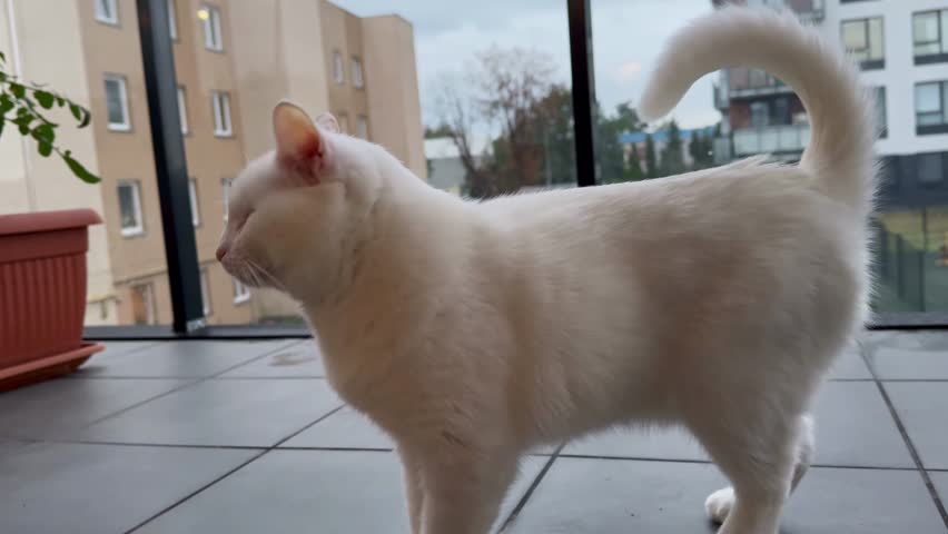 Blind White Cat Exploring the Environment, Walking and Sniffing Around