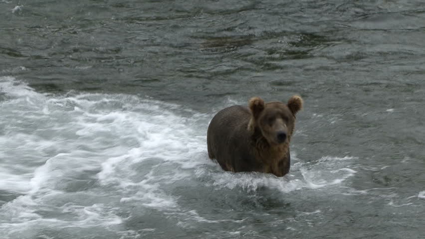 A Brown Bear moves through the water and then stands at Brook Falls in Alaska.
