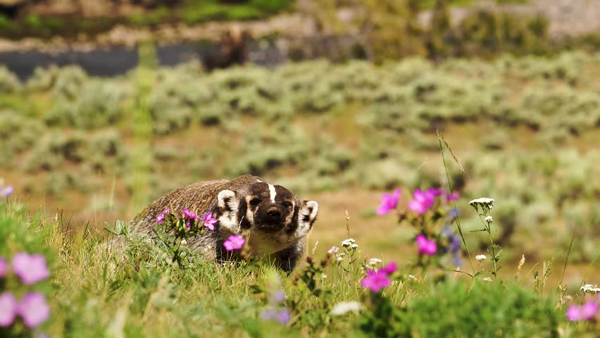 Badger peeking out of its burrow in Yellowstone National Park, with wildflowers and tall grass nearby