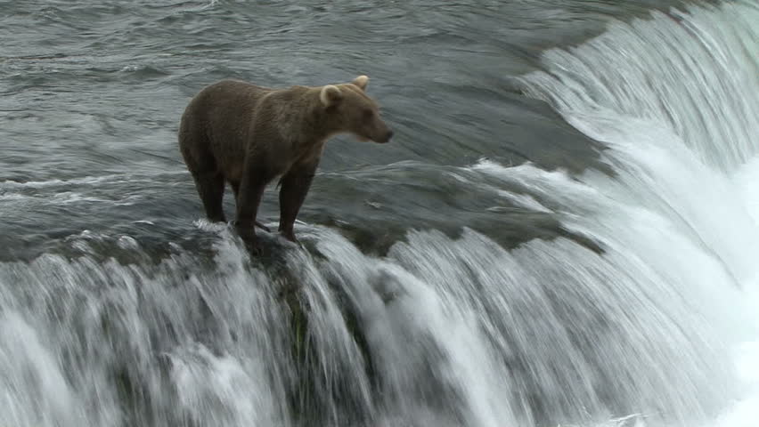 A Brown Bear walks along the top of water fall at Brook Falls in Alaska. 