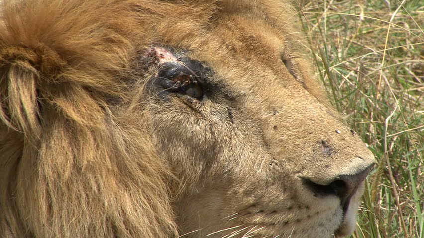 A male lion has an injured right eye.  Filmed in the Masai Mara, Kenya, Africa. 