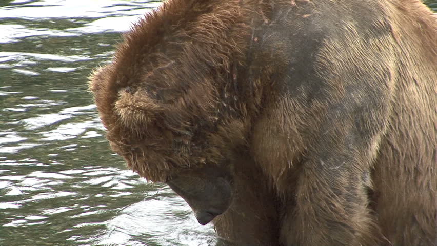 A Brown Bear sits and stares into the water at Brook Falls in Alaska.  