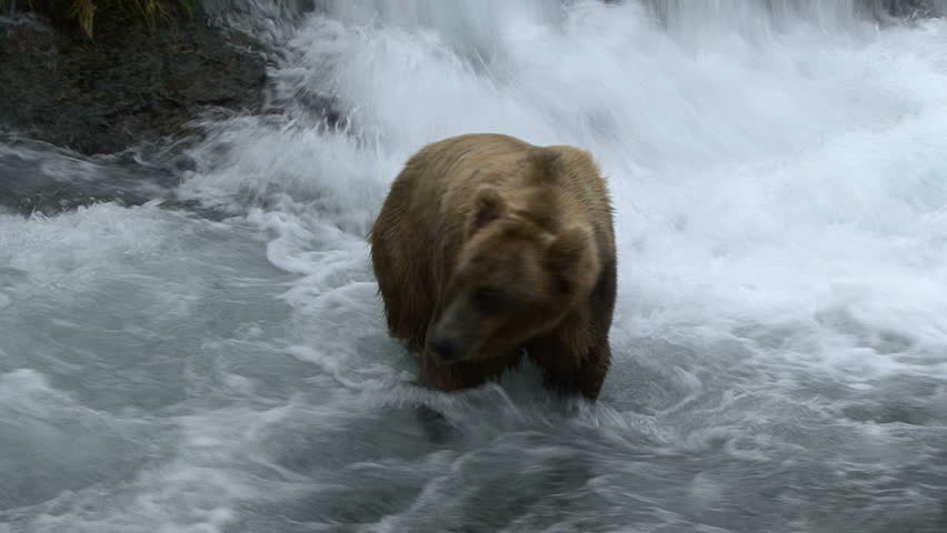 A Brown Bear moves off the falls and moves through the water at Brook Falls in