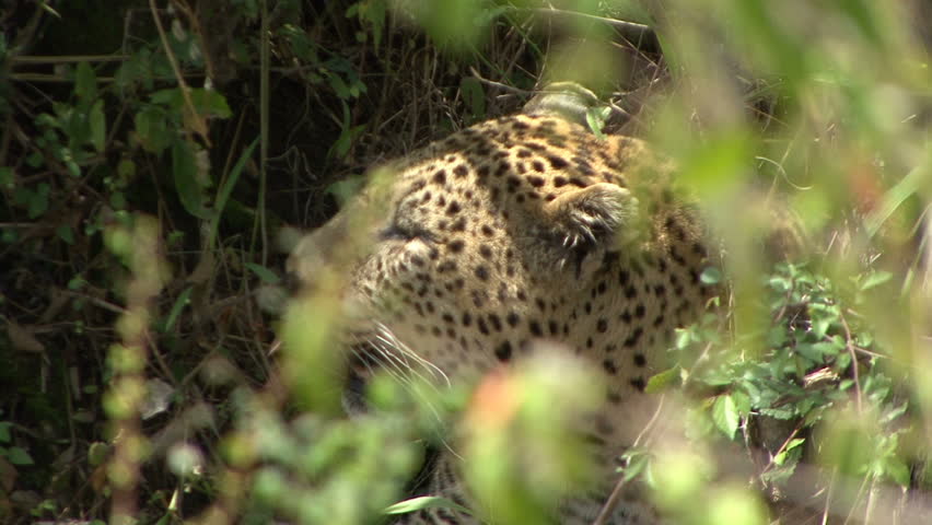 A Leopard moves from concealment and uses its camouflage to move through the