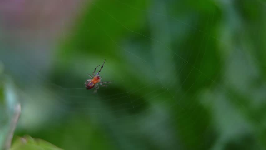 Closeup of an orb-weaver spider (Alpaida veniliae) weaving her web.