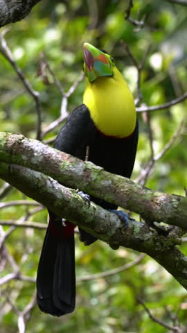 A vertical footage of a keel-billed toucan bird (Ramphastos sulfuratus) perching on a tree branch on a sunny day, with blurred background