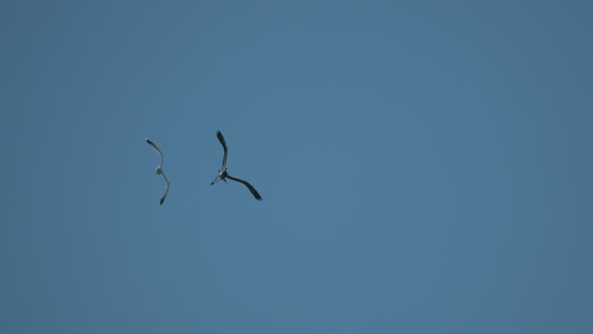 Two Birds Flying in a Clear Blue Sky. Silhouette of a Seagull and Heron in Flight Against a Cloudy Sky. Ardea cinerea