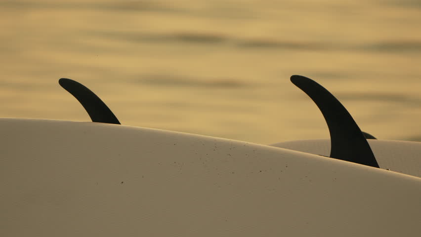 Black Fins on a White Paddle Board Floating in Calm Water