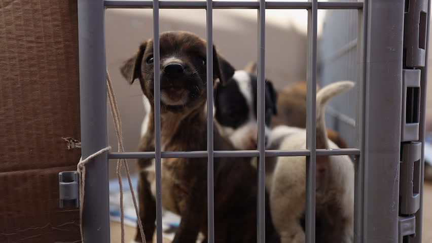 Adorable dog puppies in large kennel await adoption at pet shelter
