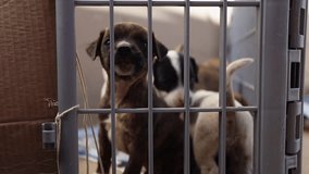 Adorable dog puppies in large kennel await adoption at pet shelter - Powered by Shutterstock - Get 15% off with code: PIKWIZARD15