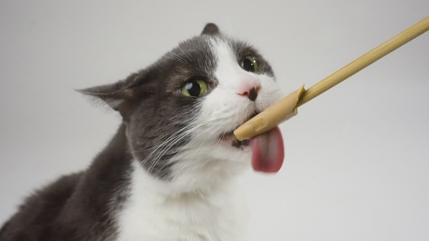 Cat with grey head reacting humorously with brain freeze while licking a treat on a white background, medium close up static