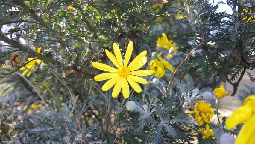 Yellow Flowers African Bush Daisy (Euryops) in Spring Greenery.