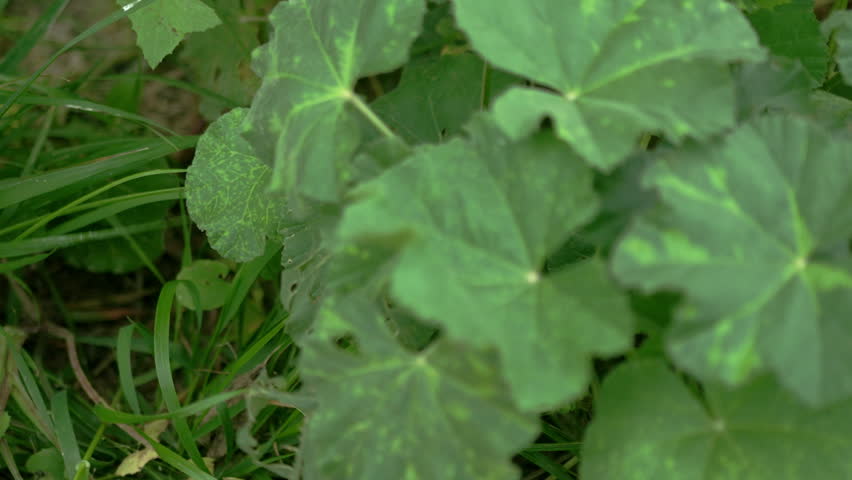 Close-up of some leaves and grass.