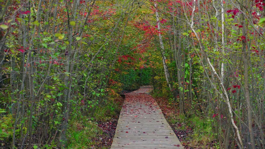 Amazing wooden walkway through a forest with colorful autumn leaves, North America, Quebec, Montreal, Canada.