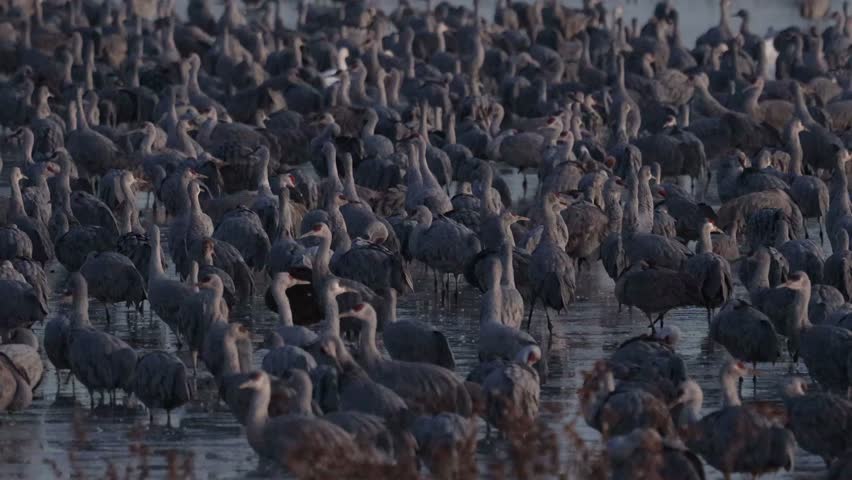 Sandhill Cranes in a shallow pond with early morning light.