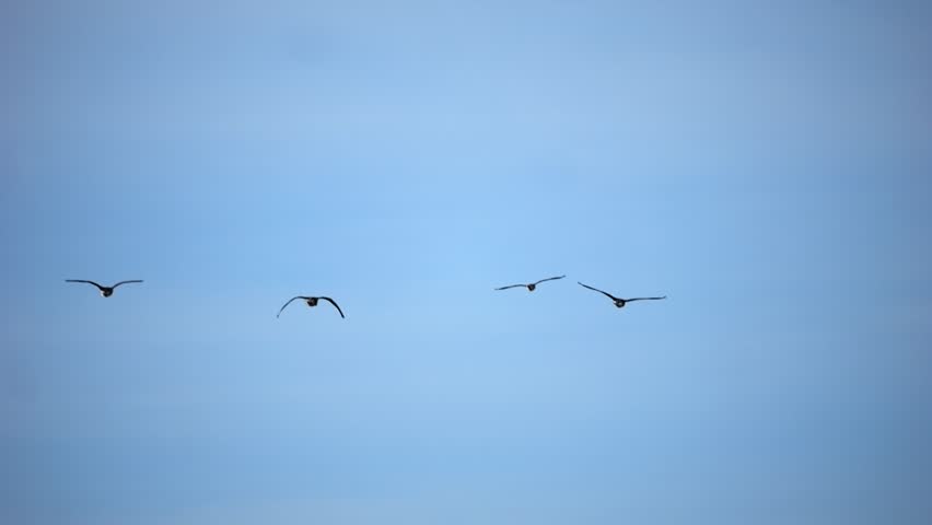 Flocks of wild geese and ducks migrate back from warmer regions, flying in formation over partially frozen terrain. Slow-motion capture highlights their flight.