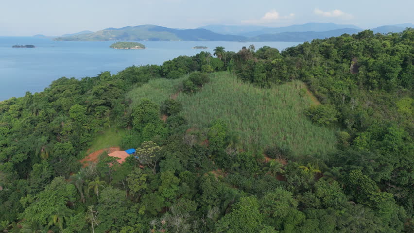 Sugar cane plantation on the coast of Paraty