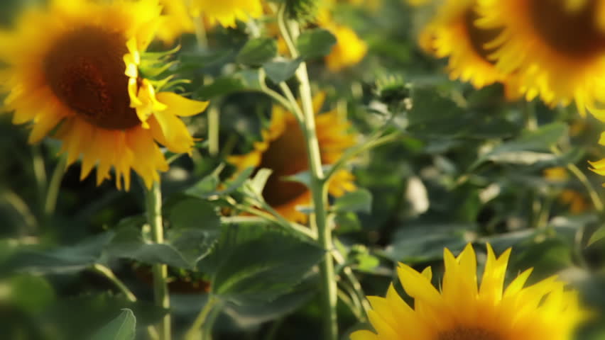 Summer. The Sun. A lot of sunflowers. The camera moves slowly. Only one flower