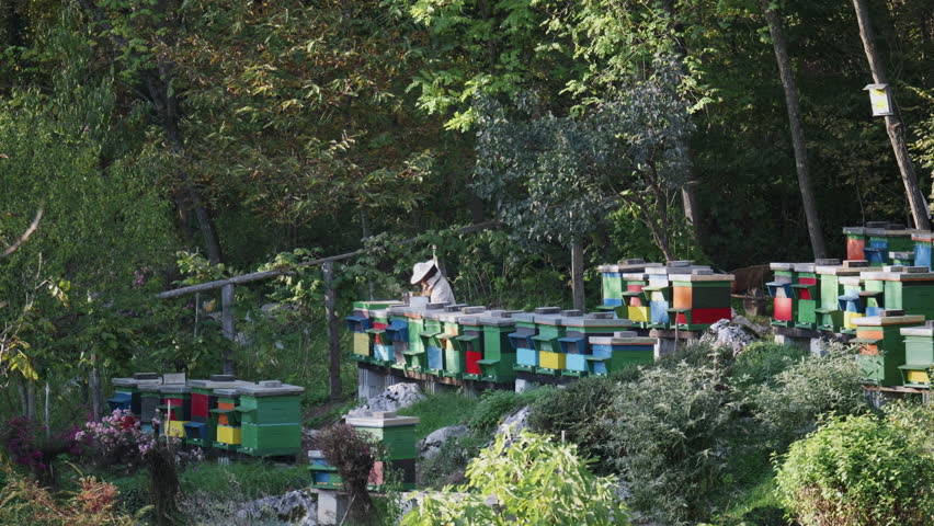 Beekeeper dressed in protective clothing cleaning hives with bees