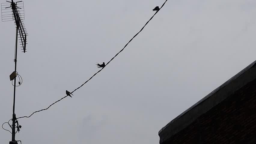 Three swallows perched on a wire. Bask in the morning sun while combing his fur