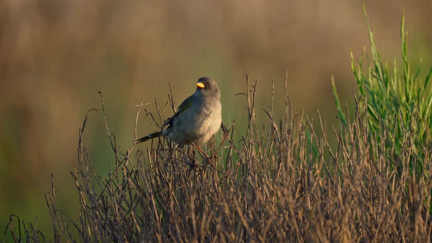 Little Pampa Finch (Embernagra platensis) perches on a branch of a dry bush in a serene rural landscape, bathed in the warm, golden light of sunset, as it surveys its surroundings with curiosity.