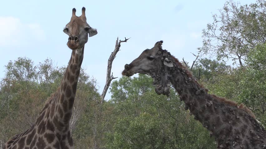 A sick giraffe with papillomavirus stands with another normal healthy giraffe in the Kruger National Park.