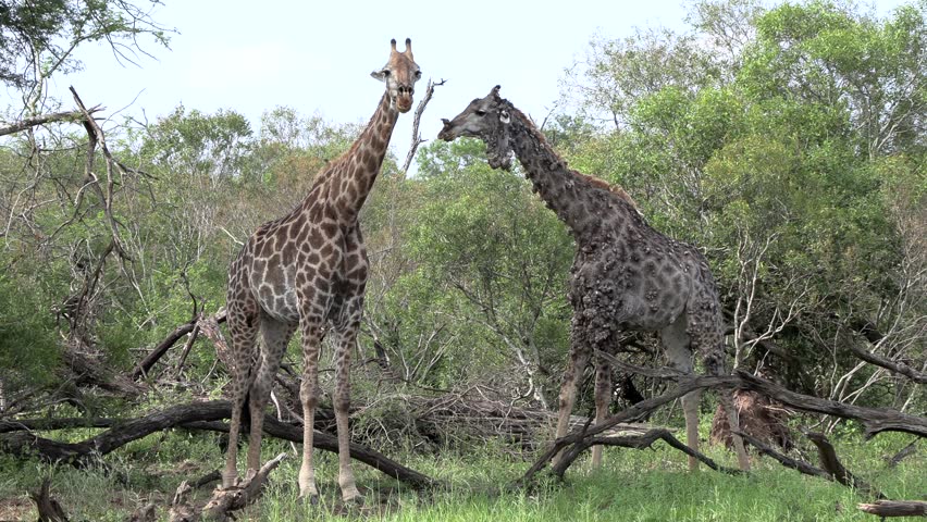 A sick giraffe with papillomavirus skin condition stands with another normal healthy giraffe in the Kruger National Park.