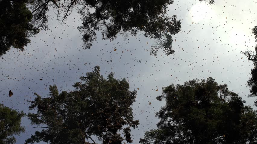 VIEW OF THE TREES AND MONARCH BUTTERFLIES AT ANGANGUEO MICHOACÁN