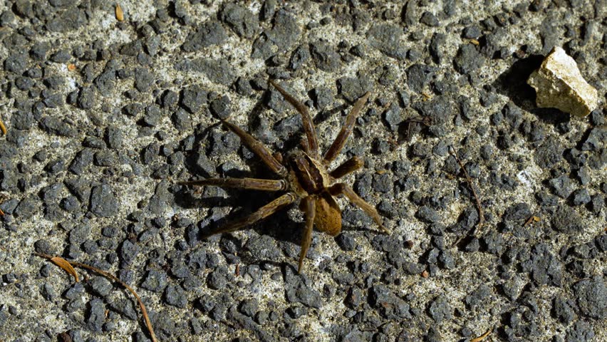 Nursery web spider crawling on an asphalt floor