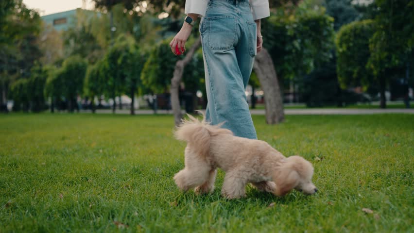 A small dog walks on the grass with a leash as a young woman walks behind. The dog sniffs at the ground as it is enjoying a walk in the park.