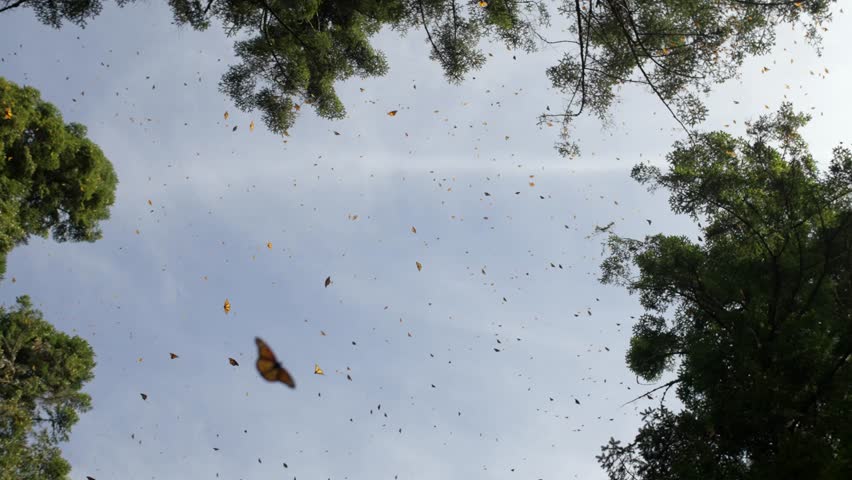 SLOW MOTION ZOOM OUT OF MONARCH BUTTERFLIES