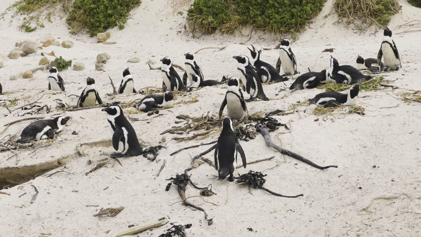 Penguins nesting on Boulders Beach, South Africa, in a sandy coastal environment