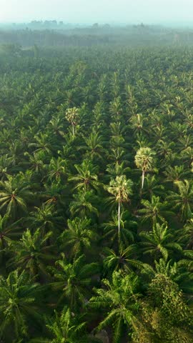 Witness the breathtaking beauty of expansive palm tree fields in Chumphon Thailand during the tranquil early morning hours. palm oil plantation