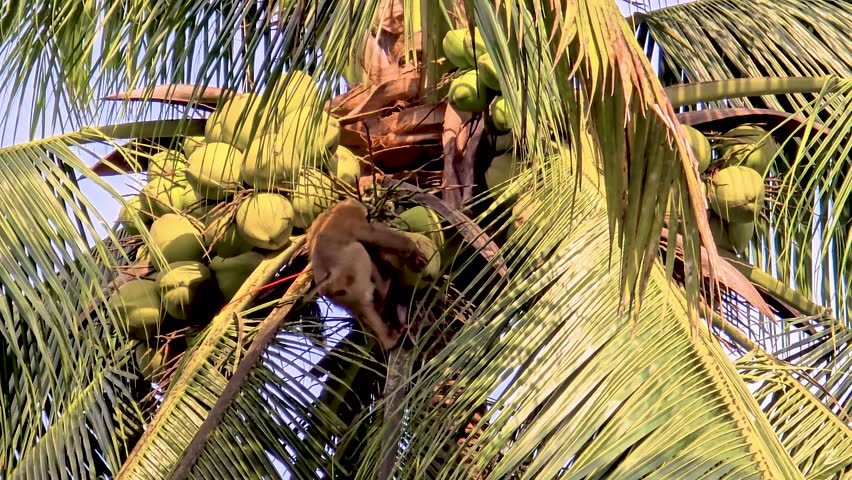 Witness the amazing sight of monkeys climbing coconut palms in Chumphon Thailand, expertly retrieving fruit as the sun sets. monkey harvesting coconuts at a coconut plantation