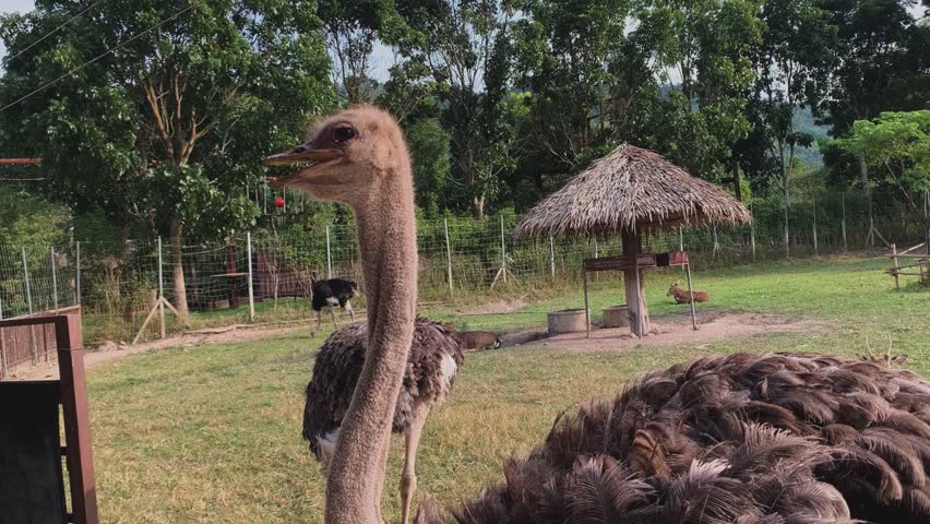 Two Ostriches Searching for Food