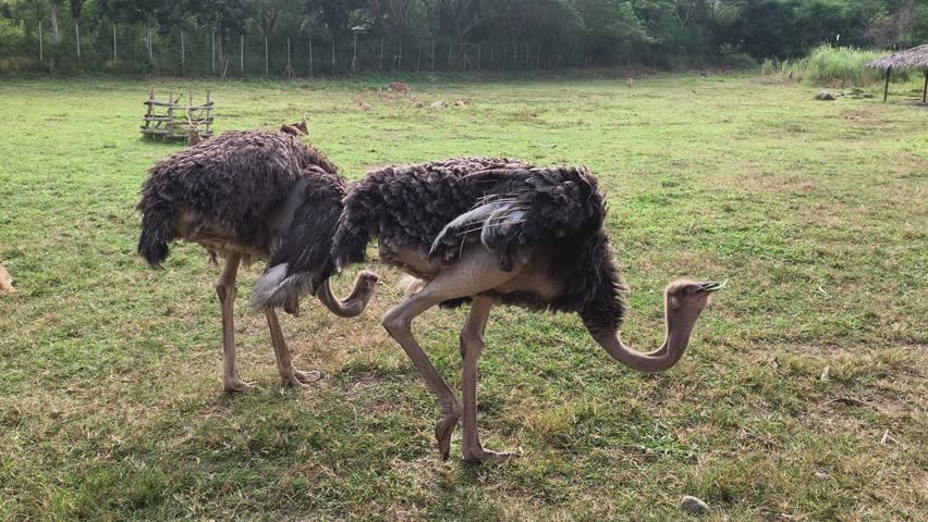  Two Ostriches Foraging on the Grass Field