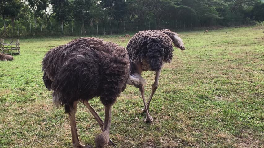 Close-Up of Two Ostriches Grazing
